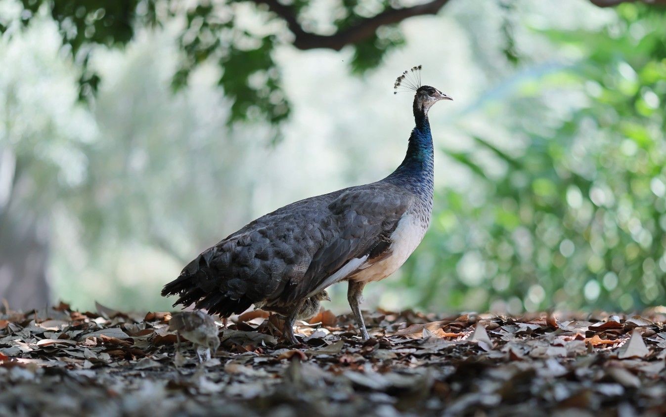 a peahen and her chicks