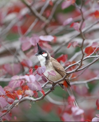 a red whiskered bulbul bird